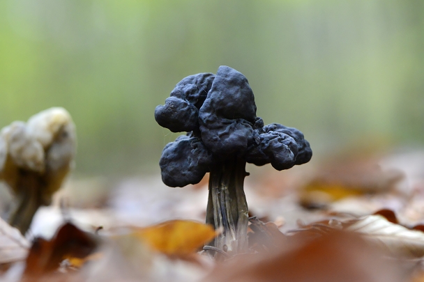zwarte kluifzwam (helvella lacunosa) 11-2024 1522